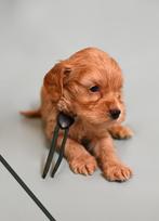 Huiskamernest cockapoo puppy’s zwart/merle/golden/blond, Dieren en Toebehoren, Overige rassen, 8 tot 15 weken, Parvo, Meerdere