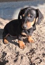 Leuke Black and tan teckelpups, Dieren en Toebehoren, 8 tot 15 weken, Korthaar, Meerdere, Meerdere dieren