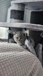 Lieve Britse Korthaar Kittens, Meerdere dieren, Ontwormd