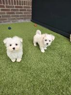 Super leuke Maltezer / Malthezer pups te koop, Dieren en Toebehoren, Honden | Chihuahua's en Gezelschapshonden, Parvo, Maltezer