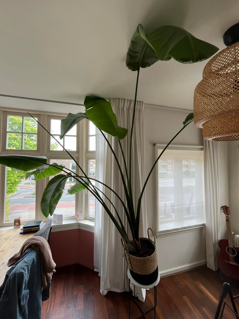 Strelitzia nicolai plant, Huis en Inrichting, Kamerplanten, Ophalen, Palm, Halfschaduw, 150 tot 200 cm