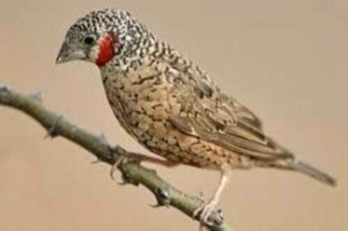 Iisabel bandvink rood en geelband mannen en poppen, Dieren en Toebehoren, Vogels | Overige Vogels, Meerdere dieren