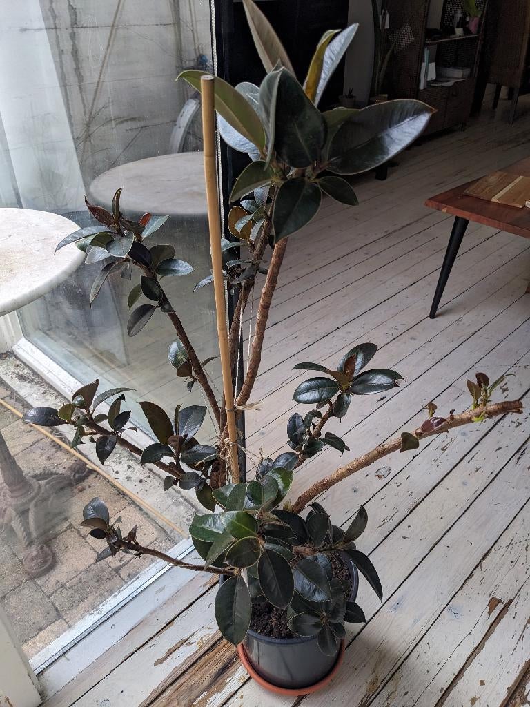 Ficus Elastica Small, Ophalen, Ficus, Halfschaduw, In pot