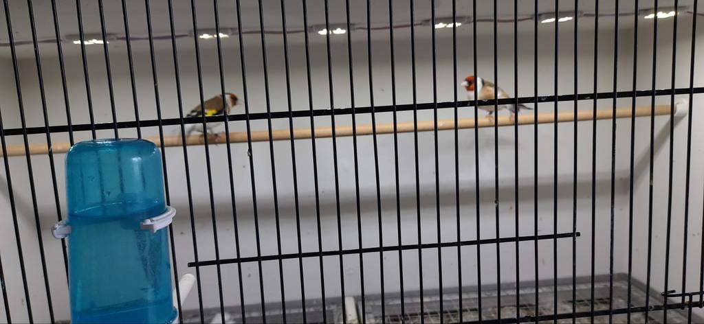 Majoor putters wildkleur enkele koppels, Dieren en Toebehoren, Meerdere dieren, Wildzangvogel