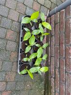 Musa velutina - Roze banaan plantjes, Volle zon, Vaste plant, Ophalen of Verzenden, Zomer