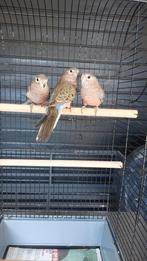 Bourke parkieten, Dieren en Toebehoren, Vogels | Parkieten en Papegaaien, Mannelijk, Parkiet, Geringd