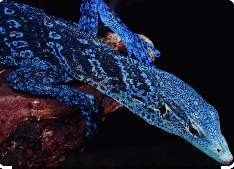 Varanus macraei Gezocht, 0 tot 2 jaar