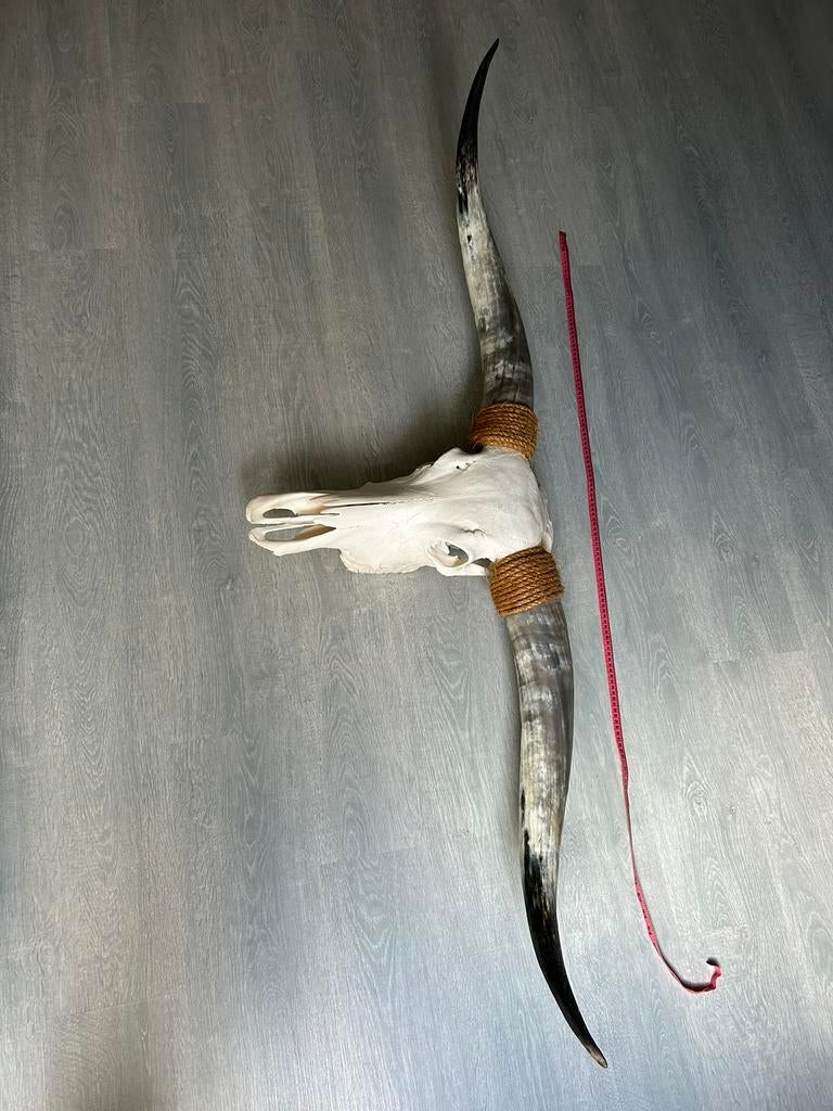Decoratie longhorn skull, Ophalen, Zo goed als nieuw