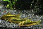 Corydora green laser - Koidreams Valburg, Vis, Zoetwatervis