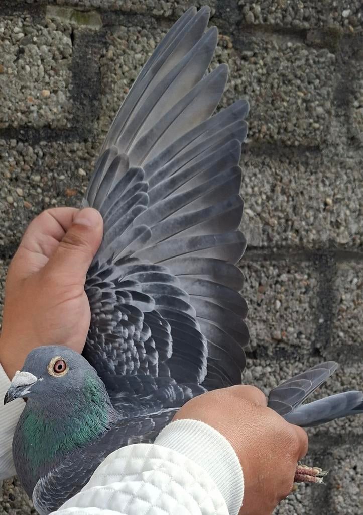 Postduif 100% LOUIS VAN LOON, Mannelijk, Postduif