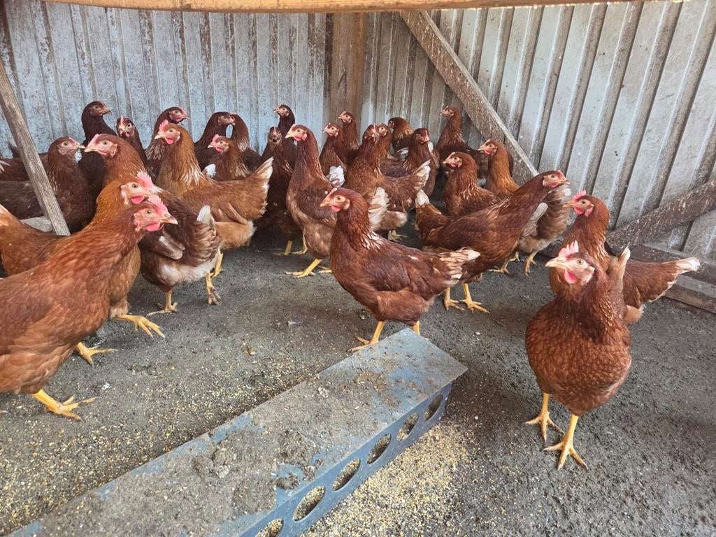 Tekoop jonge legkippen, Dieren en Toebehoren, Vrouwelijk, Kip