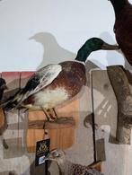 opgezette wilde eend woerd fazant jacht vogel hert haan, Ophalen, Zo goed als nieuw, Vogel, Opgezet dier