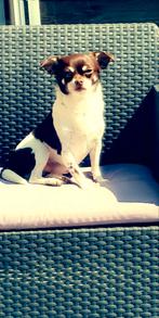 Chihuahua dekreu (NIET TE KOOP), Dieren en Toebehoren, 3 tot 5 jaar, Reu, Nederland, Eén hond