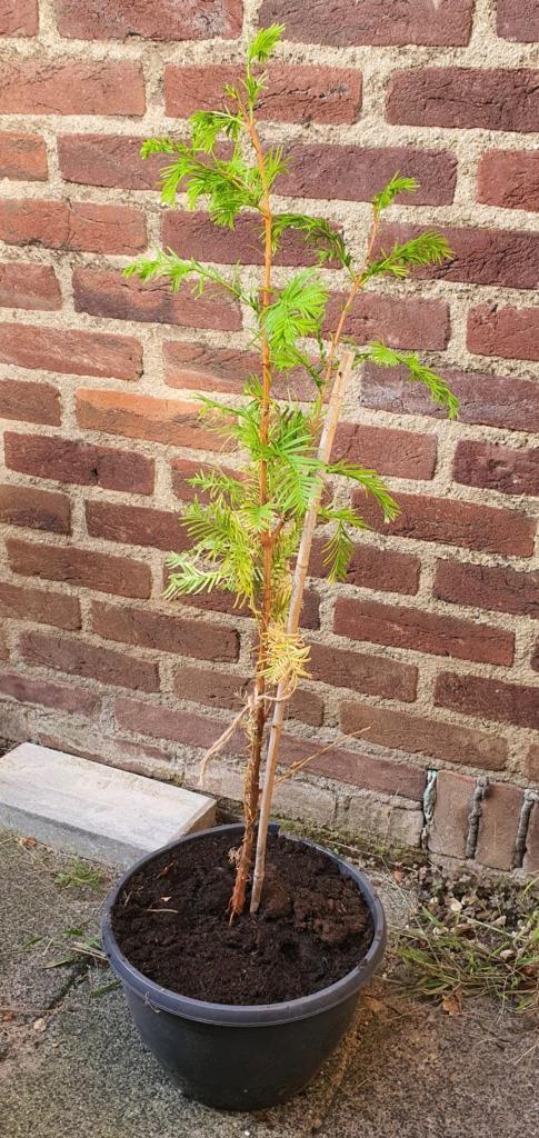 Mammoetboom - Metasequoia, Tuin en Terras, Planten | Bomen, Overige soorten, Minder dan 100 cm, Volle zon, Lente, In pot, Ophalen