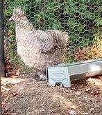 Zijdehoen hen, Dieren en Toebehoren, Pluimvee, Vrouwelijk, Kip