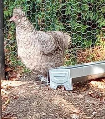 Zijdehoen hen, Dieren en Toebehoren, Pluimvee, Kip, Vrouwelijk