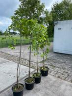 Moerbeien de witte vol met vruchten halfstam beperkt  aantal, Ophalen, Overige soorten, Volle zon, In pot