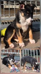 Mooi border collie pups met stamboom., Dieren en Toebehoren, Honden | Herdershonden en Veedrijvers, Teef, Eén hond, Herder, Nederland