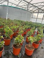 Vetplanten kamerplanten terrasplanten van €1 tot €100,-, Ophalen, Vetplant, In pot, Minder dan 100 cm