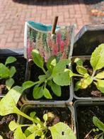 Vingerhoedskruid,  Digitalis, Tuin en Terras, Planten | Tuinplanten, Ophalen, Zomer, Overige soorten, Volle zon