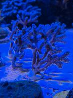 Seriatopora Guttatus stekjes, Kreeft, Krab of Garnaal, Zoutwatervis