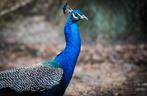 Broedeieren blauwe pauw, Dieren en Toebehoren, Pluimvee, Geslacht onbekend, Overige soorten