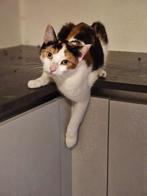 Elegante, prachtige poes Madame, Poes, Kortharig, 0 tot 2 jaar