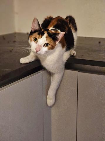 Elegante, prachtige poes Madame beschikbaar voor biedingen