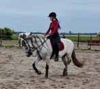 Ervaren bijrijdster aangeboden, Ophalen of Verzenden, Nieuw