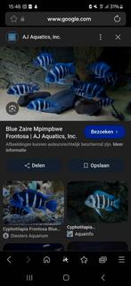 Gezocht.  frontosa blue zaire, Dieren en Toebehoren, Vissen | Aquariumvissen, Vis
