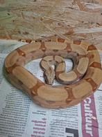 Koppel boa met of zonder terrarium, Dieren en Toebehoren, Reptielen en Amfibieën, Slang, 0 tot 2 jaar