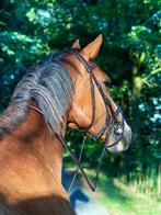 Dy'on Working Motion Hoofdstel, Dieren en Toebehoren, Paarden en Pony's | Hoofdstellen en Tuigage, Ophalen of Verzenden, Zo goed als nieuw