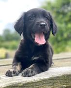 Golden Retriever x Friese Stabij pups uit stamboomlijnen, Dieren en Toebehoren, Nederland, Overige rassen, 8 tot 15 weken, CDV (hondenziekte)