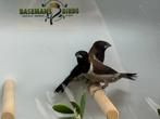 Molukse bronzeman - Lonchura molucca, Dieren en Toebehoren, Meerdere dieren, Tropenvogel, Geringd