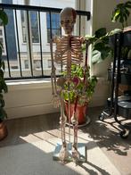 Anatomisch skelet 85cm, Ophalen