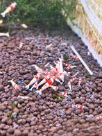 Prl crystal red 20 stuks 50 euro, Dieren en Toebehoren, Vissen | Aquariumvissen, Kreeft, Krab of Garnaal