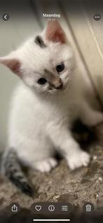 Nog 2 kittens te koop, Dieren en Toebehoren, Katten en Kittens | Raskatten | Langhaar, Kater, Ontwormd, 0 tot 2 jaar