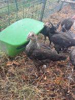 Modern engelse vechtkriel, Meerdere dieren, Kip
