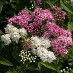 Spiraea ‘Genpei’, Volle zon, Vaste plant, Zomer, Ophalen