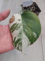 Monstera variegata albo stek, Ophalen, Halfschaduw, Minder dan 100 cm