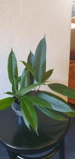 Ficus amstel king. Schitterende kamerplant,wordt groot!, Ophalen, Overige soorten, Minder dan 100 cm