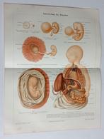 Oude Litho Anatomie Biologie 1895, Ophalen of Verzenden, Natuur en Biologie