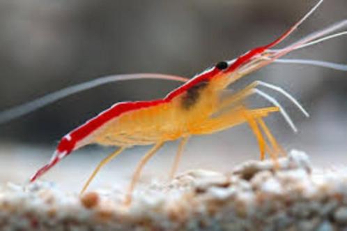 Lysmata Ambionensis / Poetsgarnaal, Dieren en Toebehoren, Vissen | Aquariumvissen, Zoutwatervis, Kreeft, Krab of Garnaal, Schoolvis