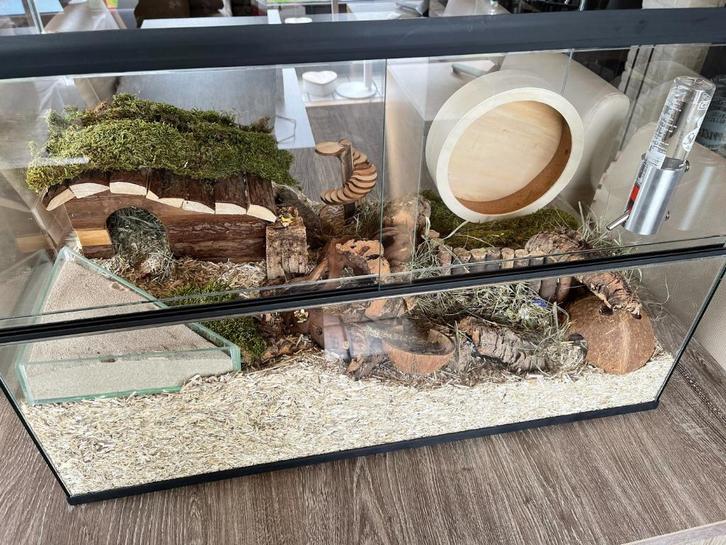 Glazen hamsterkooi – Terrarium kopen, Dieren en Toebehoren, Knaagdieren en Konijnen | Hokken en Kooien, Nieuw, Hok, Minder dan 60 cm