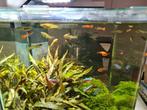 30 jonge smaragd Endler guppen, gup, guppy, Dieren en Toebehoren, Vissen | Aquariumvissen, Vis, Zoetwatervis, Schoolvis