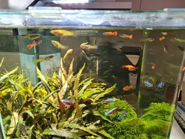 30 jonge smaragd Endler guppen, gup, guppy, Dieren en Toebehoren, Vissen | Aquariumvissen, Zoetwatervis, Vis, Schoolvis