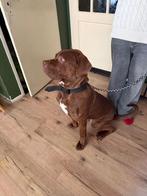 Cane corso, Dieren en Toebehoren, 15 weken tot 1 jaar, Parvo, Eén hond, Nederland