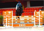 Super springpony, Dieren en Toebehoren, Pony's, Z, Springpony, 11 jaar of ouder, Gechipt
