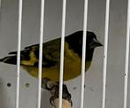 Sijzen zwartkop / magellan 2025, Meerdere dieren, Wildzangvogel, Geringd