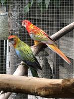 Rosella’s, Dieren en Toebehoren, Vogels | Parkieten en Papegaaien, Vrouwelijk, Parkiet, Geringd